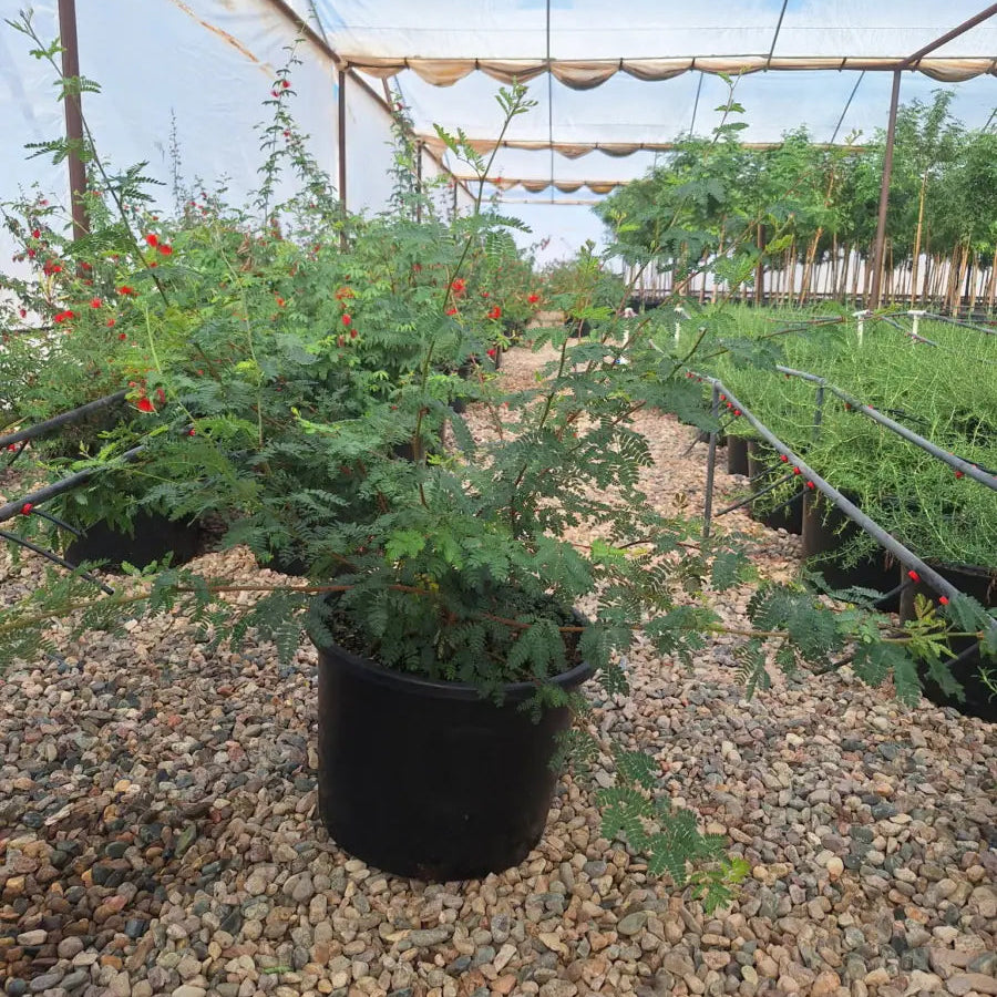 duster for plants Buy Baja Fairy Duster Phoenix, AZ | Calliandra