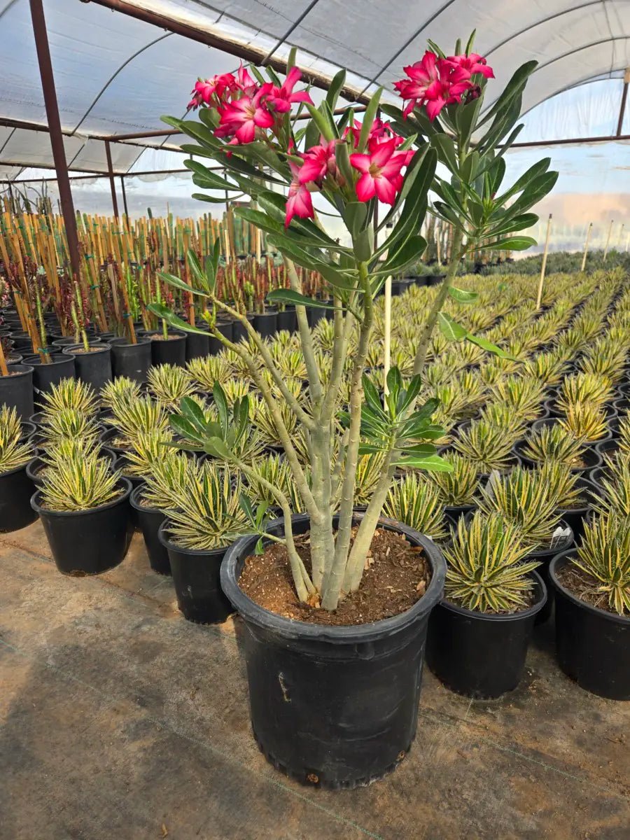 15 gallon Desert Rose (Adenium obesum) with pink blooms in nursery pot — Phoenix, AZ