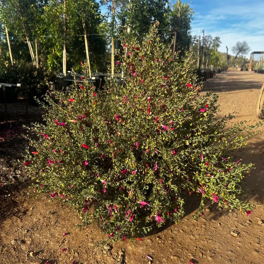 15 gallon Valentine Emu Bush (Eremophila maculata) with deep pink blooms at nursery — Phoenix, AZ