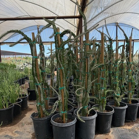African Ocotillo