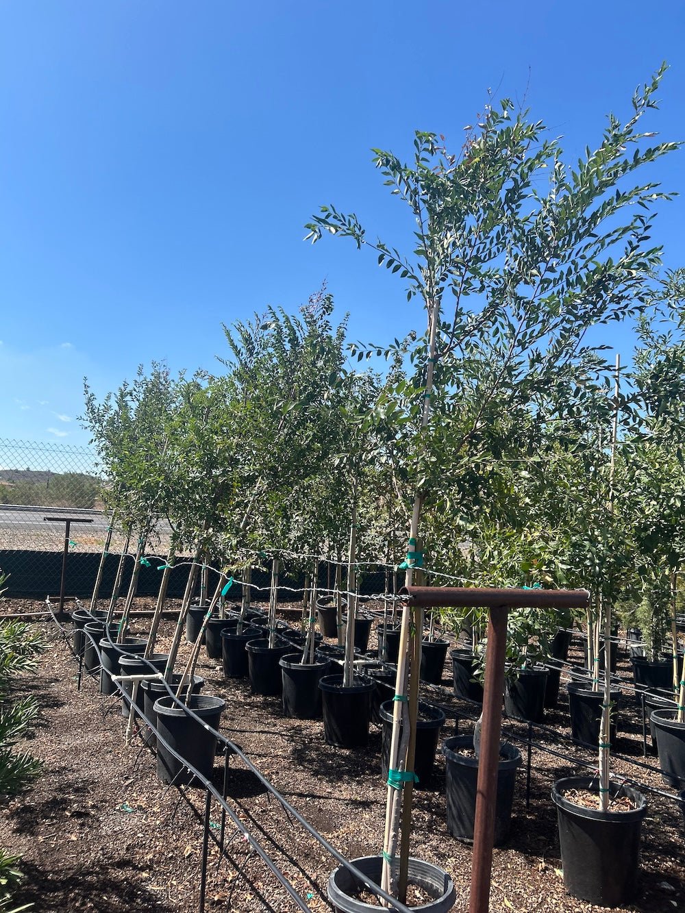 15 gallon Evergreen Elm (Ulmus parvifolia) in nursery container at Three Timbers — Phoenix, AZ