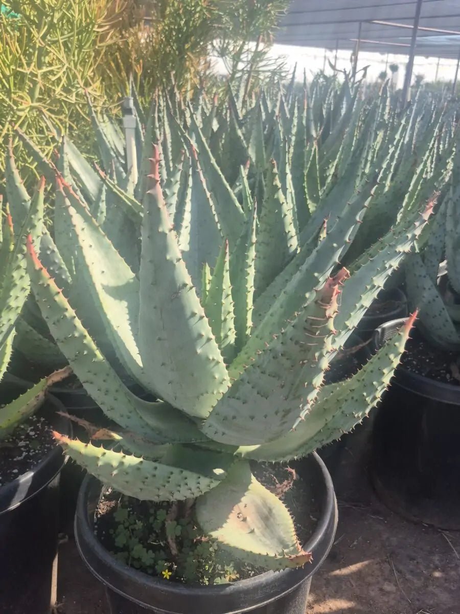 15 gallon Mountain Aloe (Aloe marlothii) premium specimen with spiny gray-green leaves in nursery — Phoenix, AZ