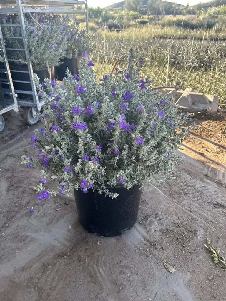 15 gallon 'Blue Bells' Emu Bush (Eremophila hygrophana) covered in purple flowers in large nursery pot — Phoenix, AZ
