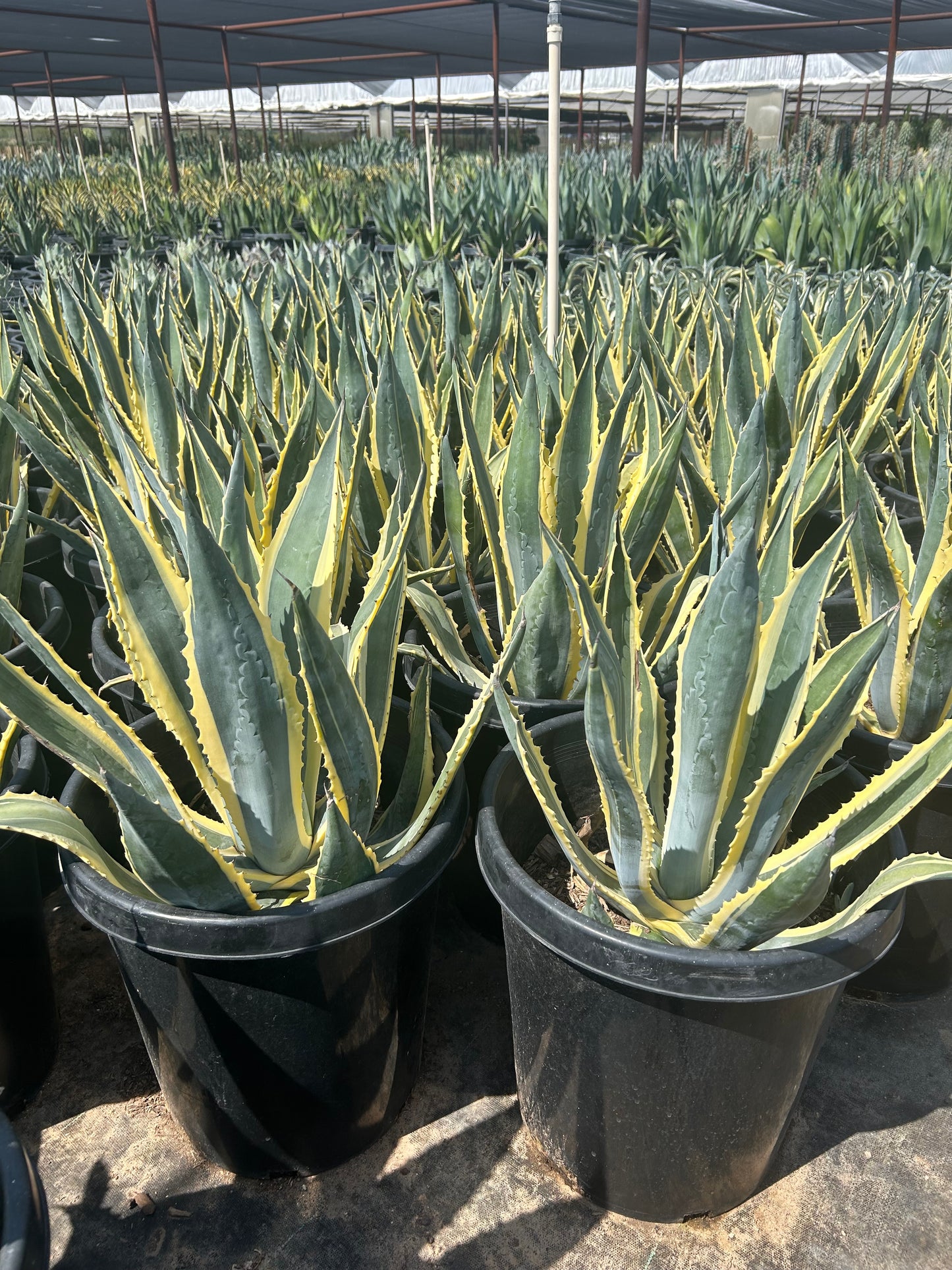 15 gallon White Striped Century Plant (Agave americana Mediopicta Alba) in nursery — Phoenix, AZ