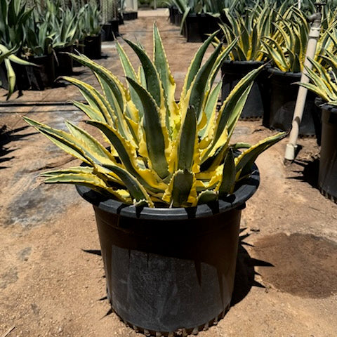 Quazimoto – Three Timbers Landscape Materials