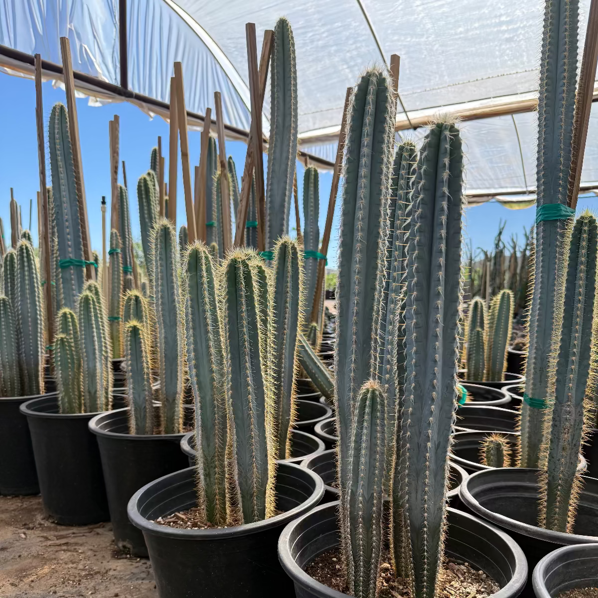 Buy Blue Ghost Cactus Phoenix, AZ | P. azureus