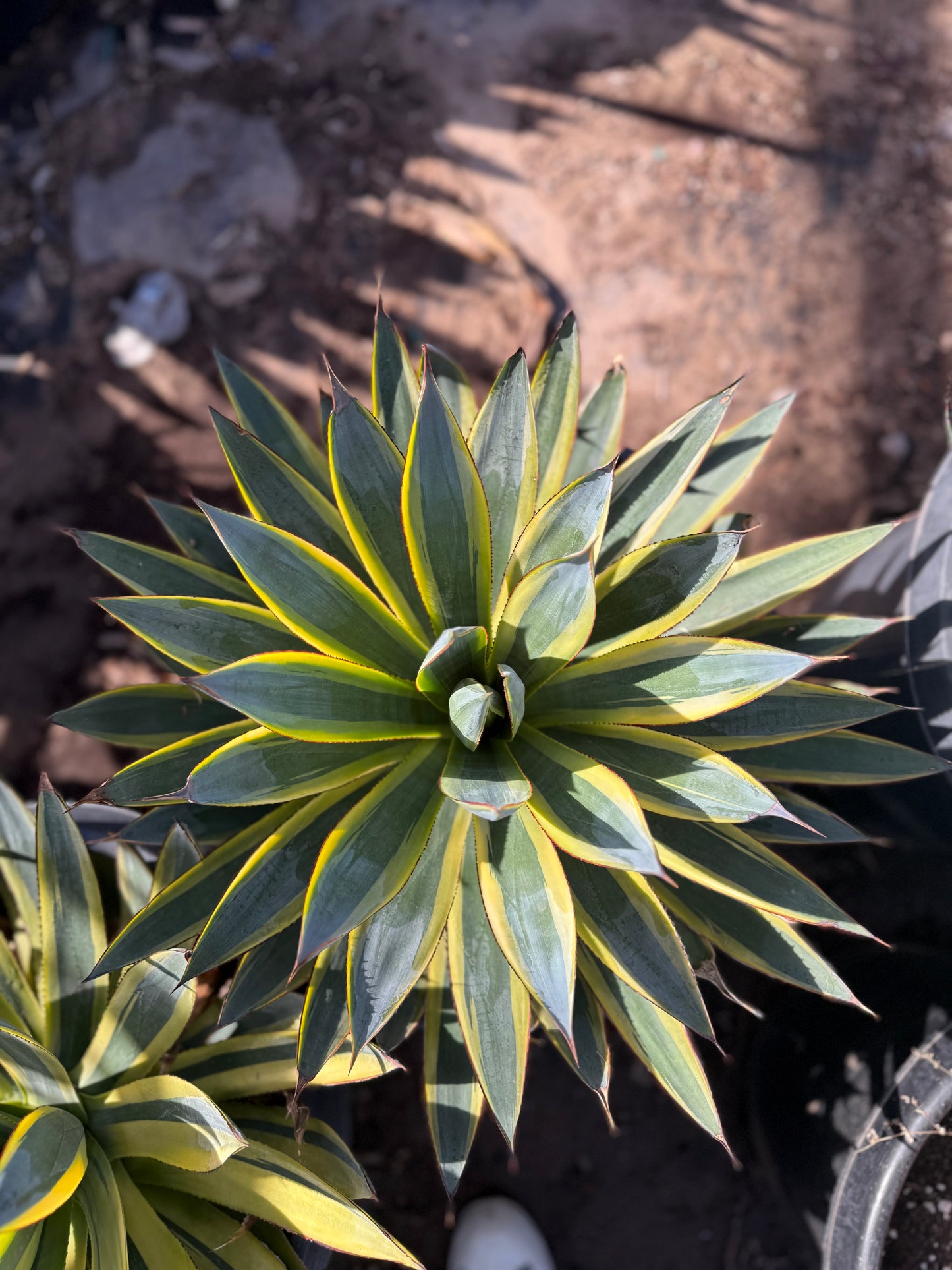 Blue Glow Agave
