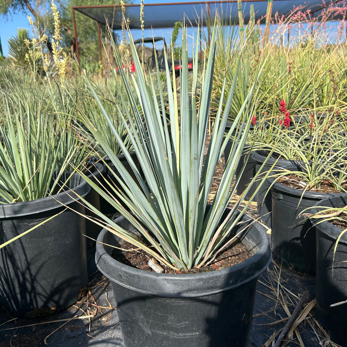 15 gallon Blue Yucca (Yucca rigida) with silver-blue leaves in nursery pot — Phoenix, AZ