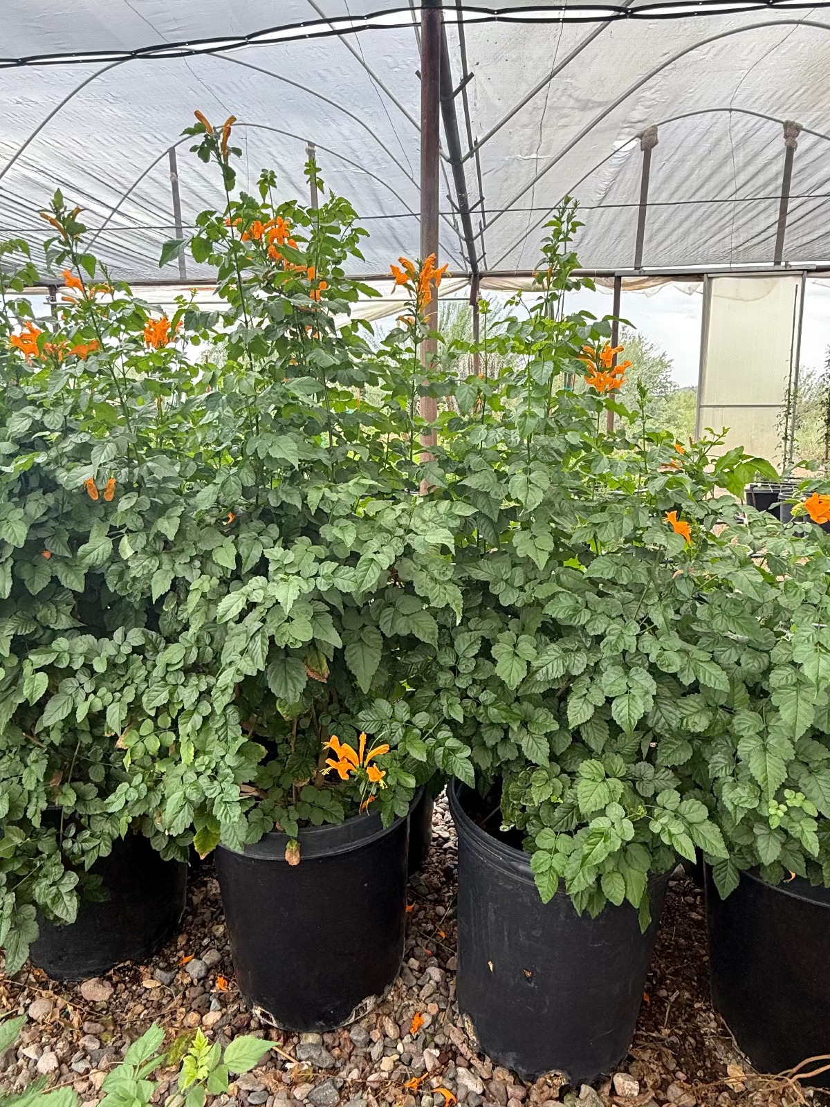 Cape Honeysuckle Yellow (Tecoma capensis Aurea) plants in 15 gallon nursery pots at greenhouse — Phoenix, AZ