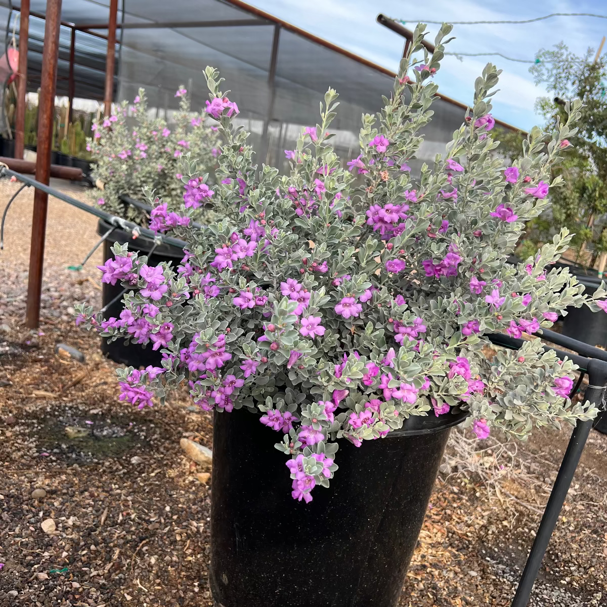 Leucophyllum frutescens 'Convent' – Three Timbers Landscape Materials
