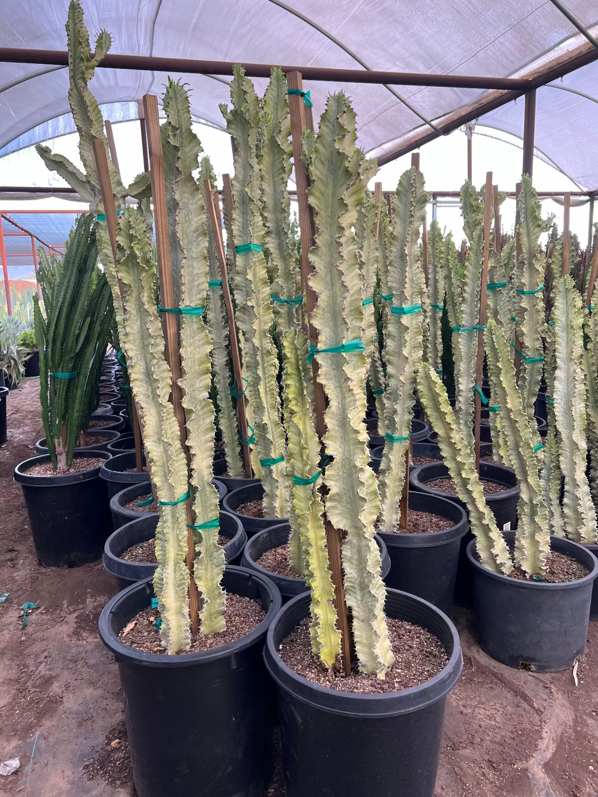15 gallon African Candelabra (Euphorbia ammak) specimens in nursery pots at greenhouse — Phoenix, AZ