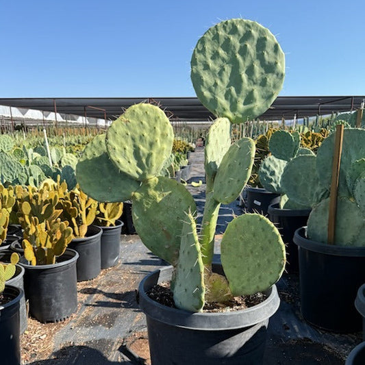 Giant Prickly Pear