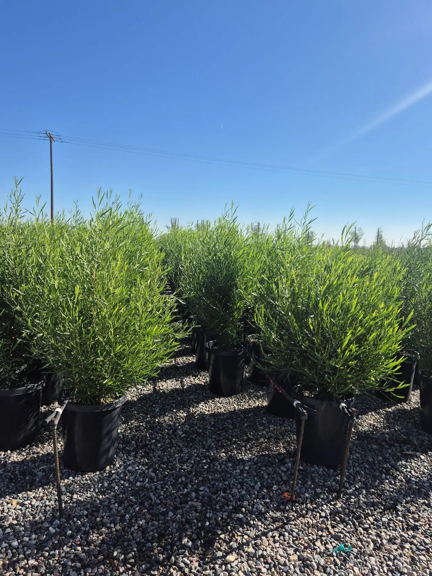 Privacy Hedge Pack — five 15-gallon Green Hopseed privacy hedge plants, Phoenix AZ