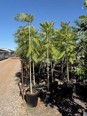 15 gallon Jacaranda trees staked in black nursery pots on gravel at Three Timbers Phoenix AZ