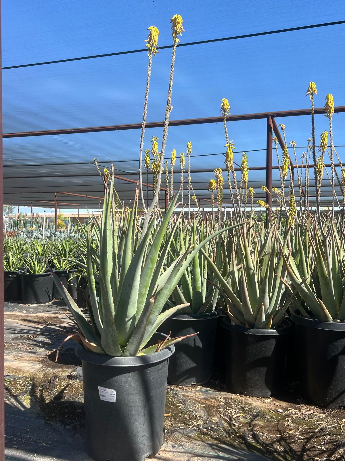 15 gallon Aloe Vera yellow (Aloe barbadensis) with yellow flower spikes in nursery — Phoenix, AZ