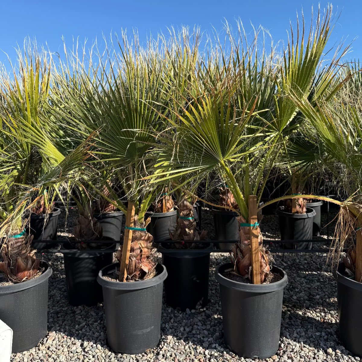 palm tree plants for sale near me Buy Mexican Fan Palm Phoenix, AZ | Washingtonia robusta