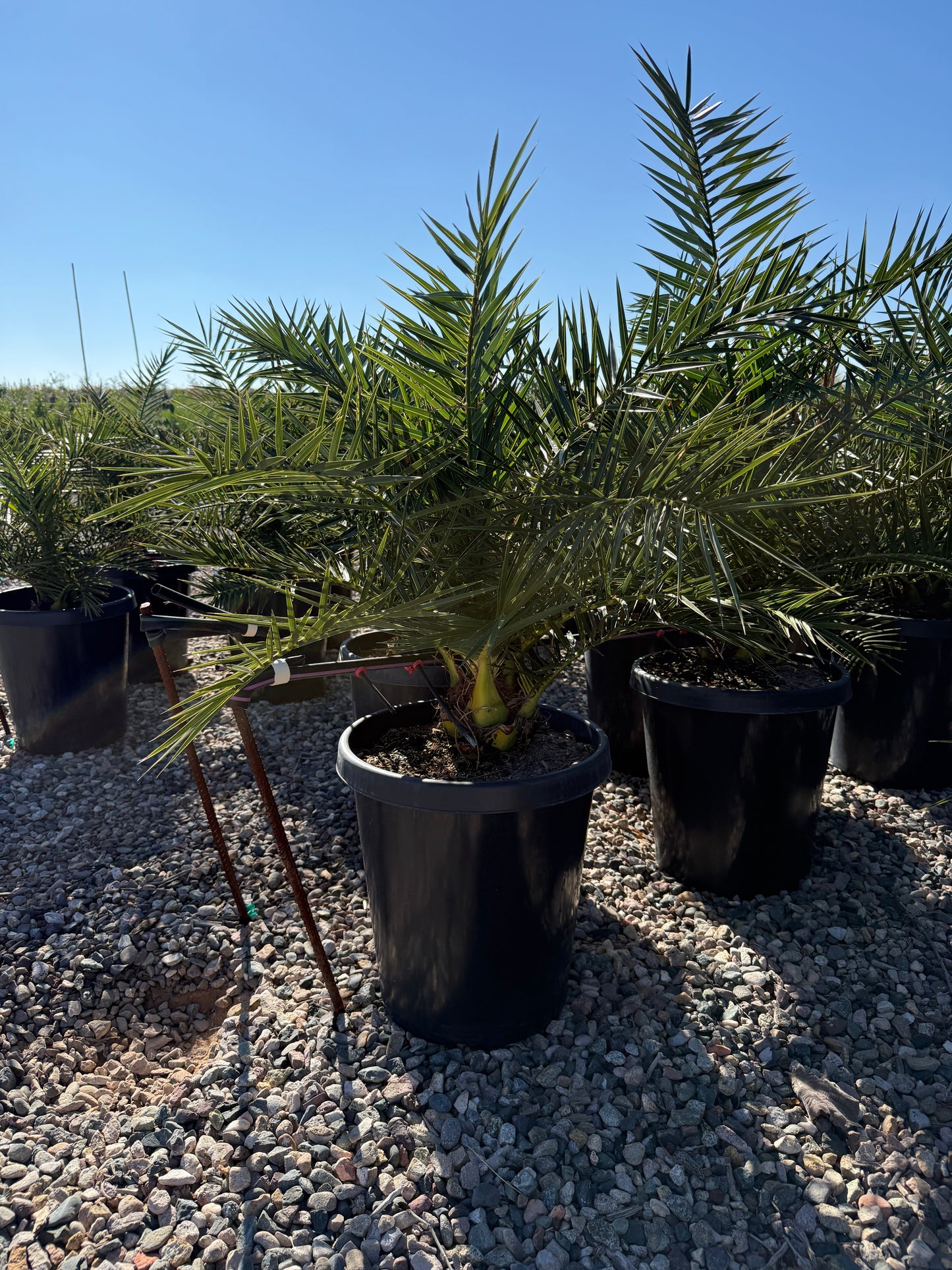15 gallon Pineapple Palm (Phoenix canariensis) in black nursery pots on gravel — Phoenix, AZ