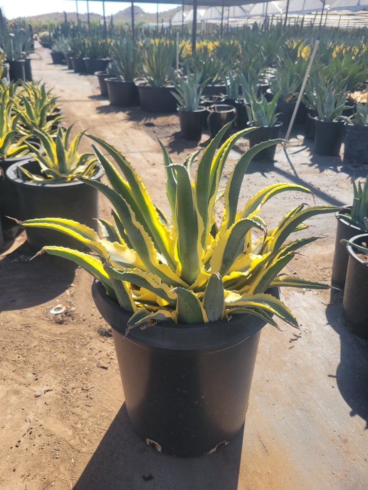 15 gallon Quazimoto Agave (Agave cornelius) showing wavy variegated foliage in nursery — Phoenix, AZ