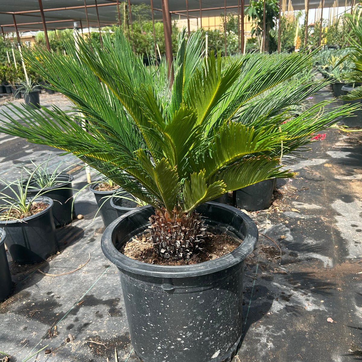 planting sago palm outside Buy Sago Palm Phoenix, AZ | Cycas revoluta