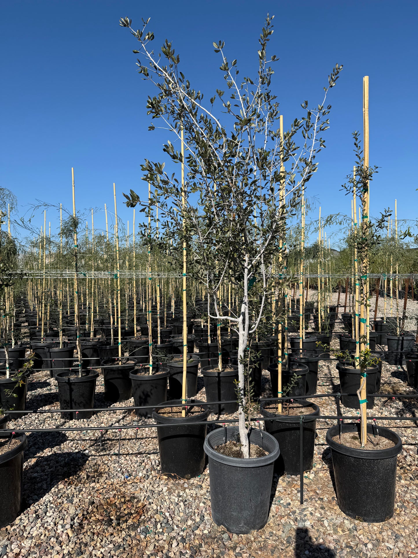 15 gallon Southern Live Oak (Quercus virginiana) trees staked in black nursery pots on gravel — Phoenix, AZ