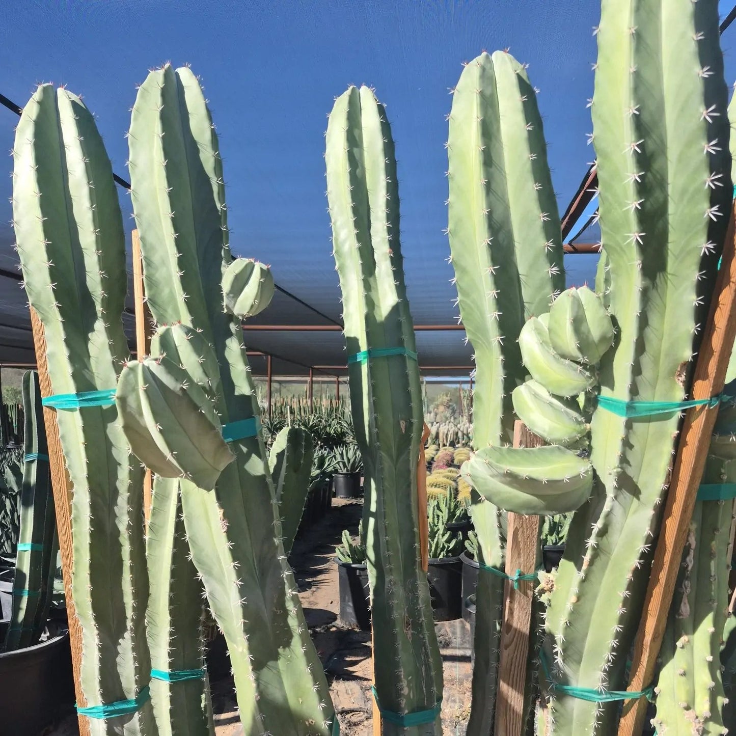 15 gallon White Thorn Cereus (Stenocereus pruinosus) tall columns with white spines at nursery — Phoenix, AZ