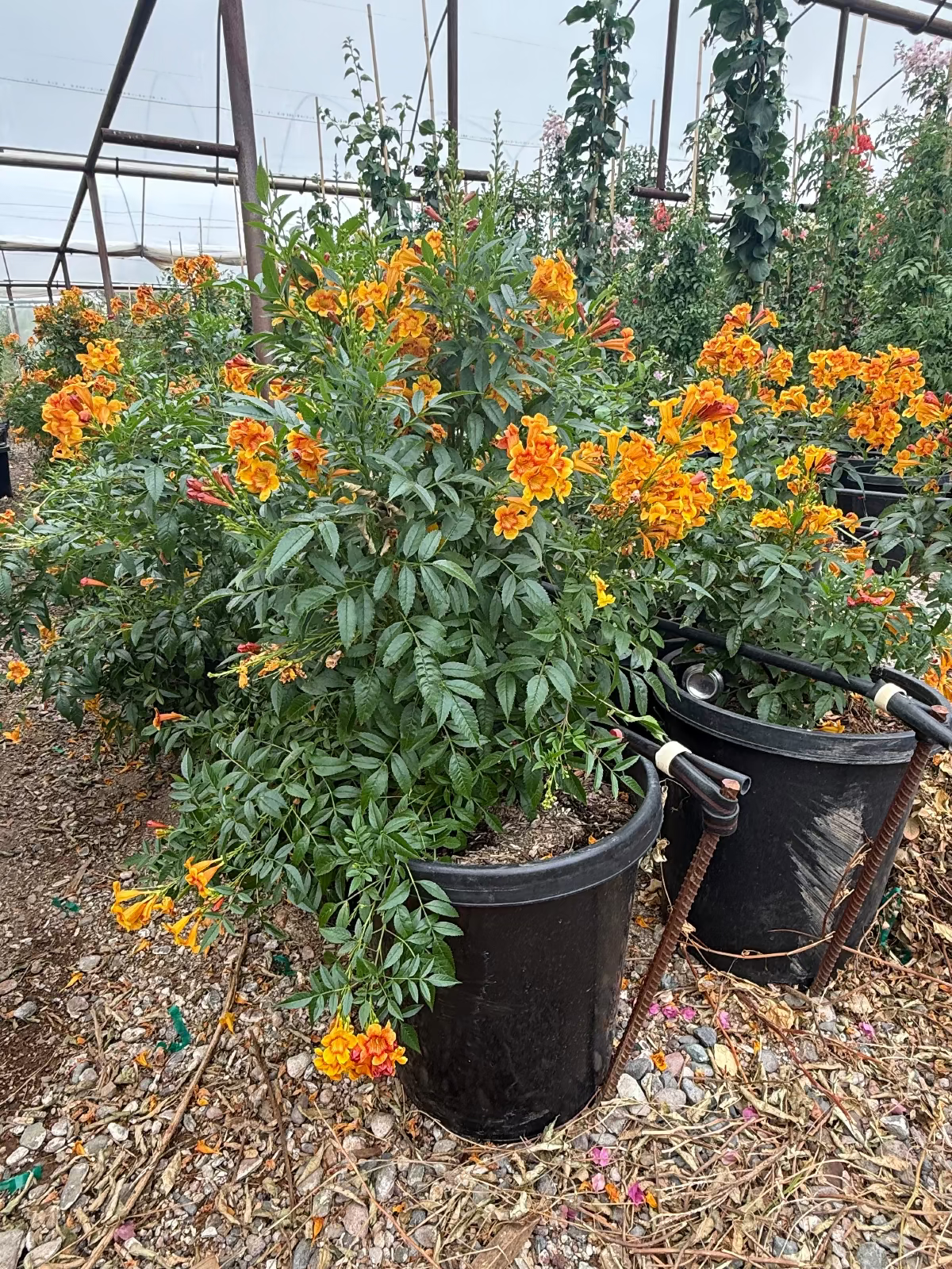 15 gallon Sparklette Tecoma bush covered in orange-yellow flowers at nursery — Phoenix, AZ