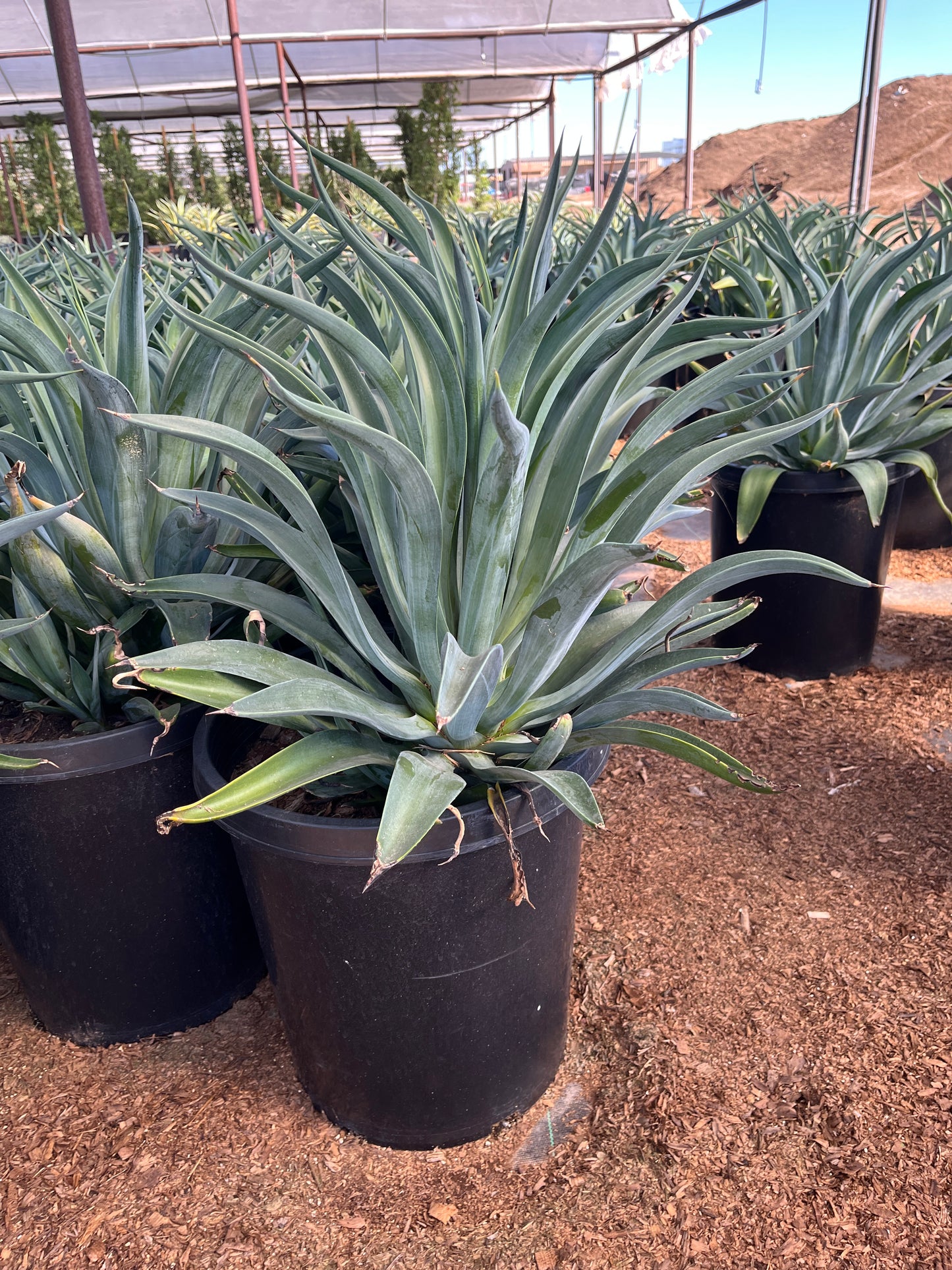 Tropical Agave