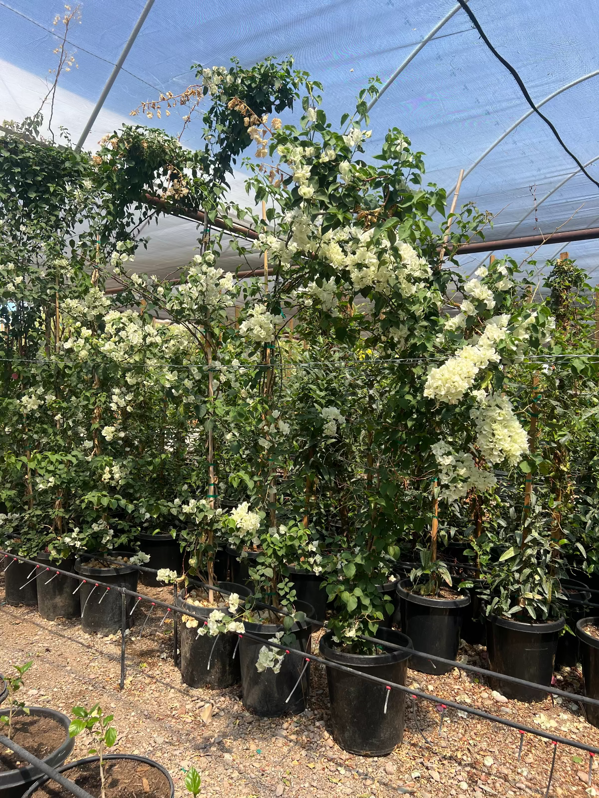 15 gallon White Bougainvillea Staked plant at Three Timbers — Phoenix, AZ