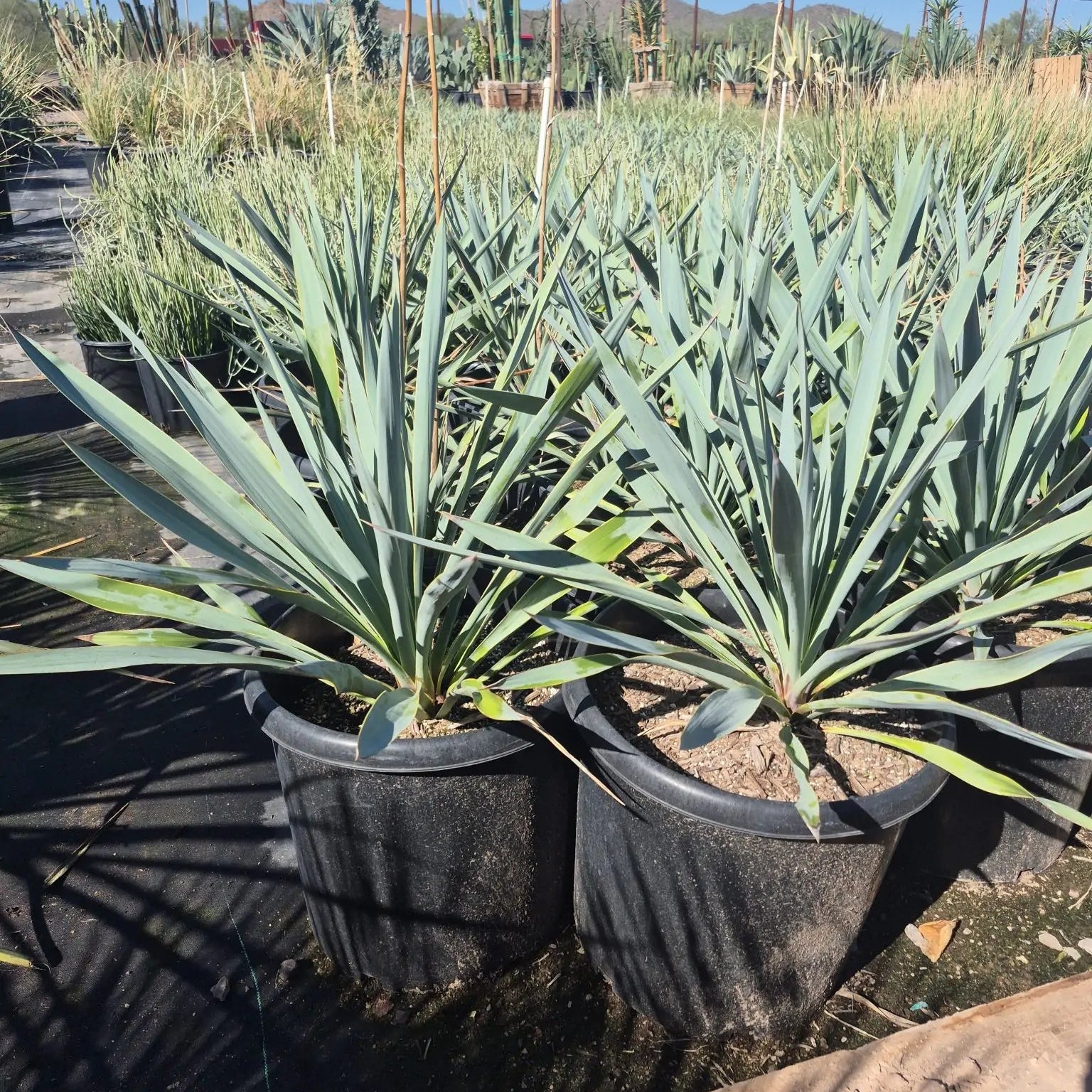 where can i buy a yucca plant near me Pale Leaf Yucca Phoenix, AZ | Yucca pallida