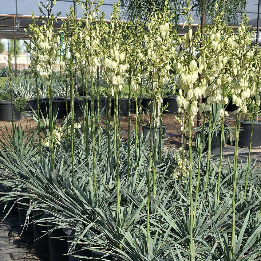 Taro　現物「ユッカ・シルバーアニバーサリー」９号　80ｃｍ　Yucca Buy Yucca Silver Anniversary Phoenix, AZ | Yucca | Three Timbers
