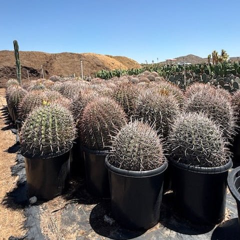 15 gallon Fishhook Barrel Cactus (Ferocactus wislizeni) in nursery pots with desert mountains — Phoenix, AZ