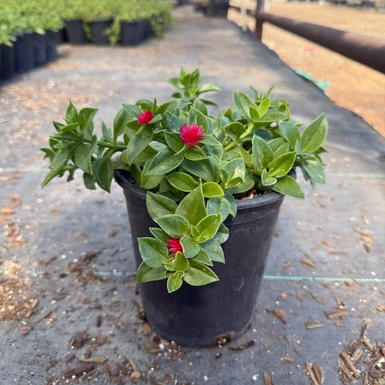 hearts and flowers succulent Buy Hearts & Flowers Phoenix, AZ | Aptenia cordifolia