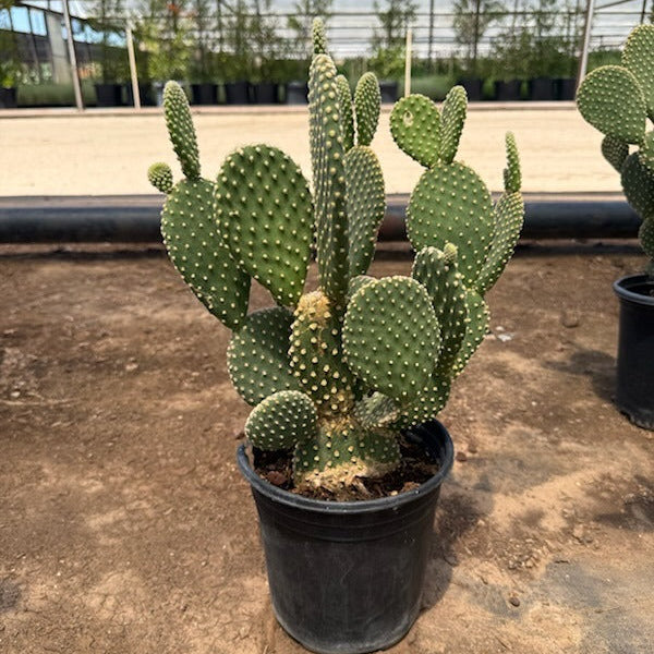 Buy White Dot Prickly Pear Phoenix, AZ | O. microdasys