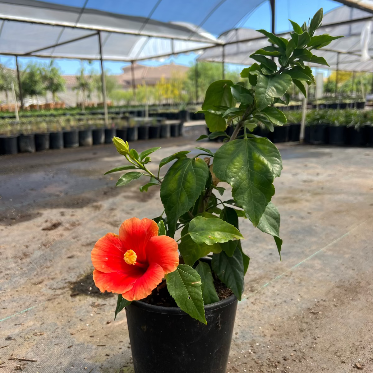 Hibiscus Florida Sunset