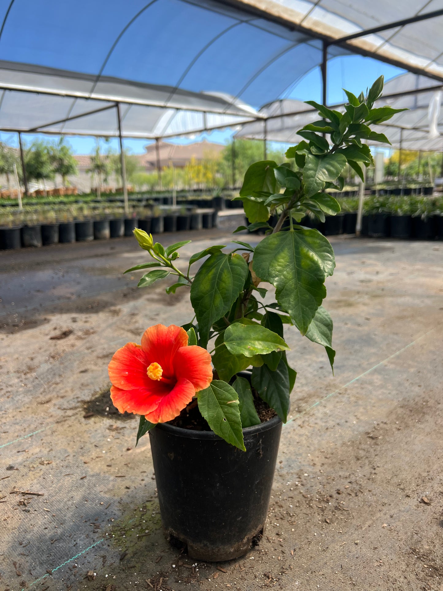 Florida Sunset Hibiscus (Hibiscus rosa-sinensis) 1 gallon nursery pot with orange tropical bloom at Three Timbers — Phoenix, AZ