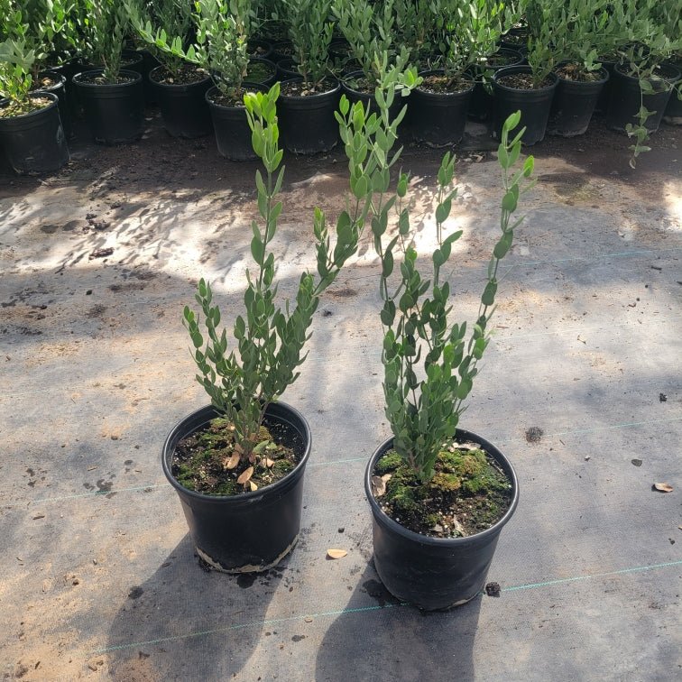 Jojoba desert shrub with silvery-green oval leaves drought-tolerant native plant for Arizona xeriscape garden