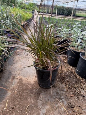 1 gallon Purple Fountain Grass (Pennisetum setaceum 'Rubrum') in nursery pot at Three Timbers — Phoenix, AZ