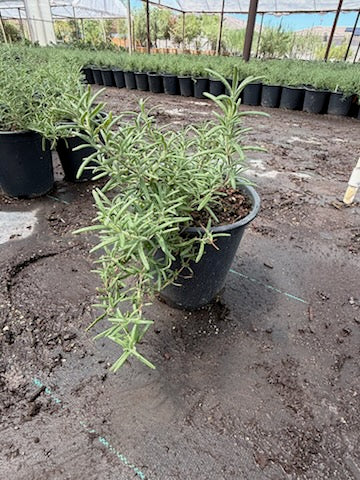 Trailing Rosemary