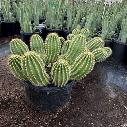 Argentine Giant