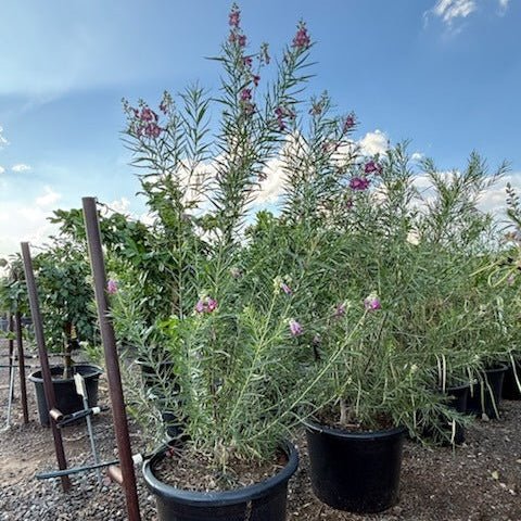 25 gallon Desert Willow (Chilopsis linearis) in black nursery pot at nursery — Phoenix, AZ