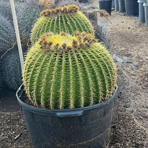 25 gallon Golden Barrel Cactus (Echinocactus grusonii) in nursery pot — Phoenix, AZ