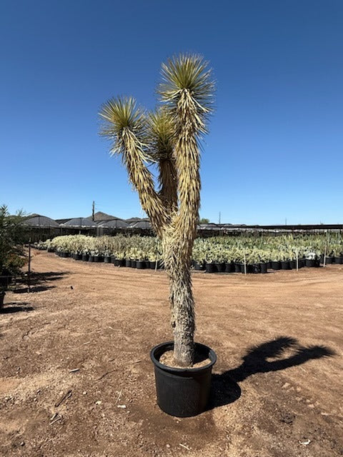 Joshua Tree