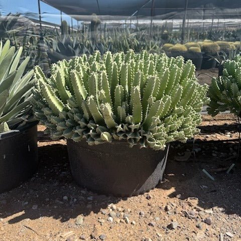 moroccan pot plant Buy Moroccan Mound Phoenix, AZ | Euphorbia resinifera