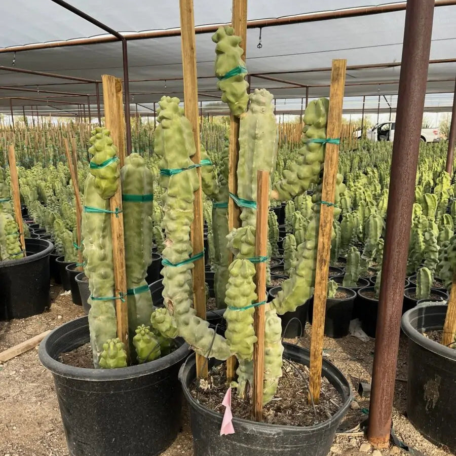 totem cactus Buy Totem Pole Major Phoenix, AZ | Lophocereus schottii