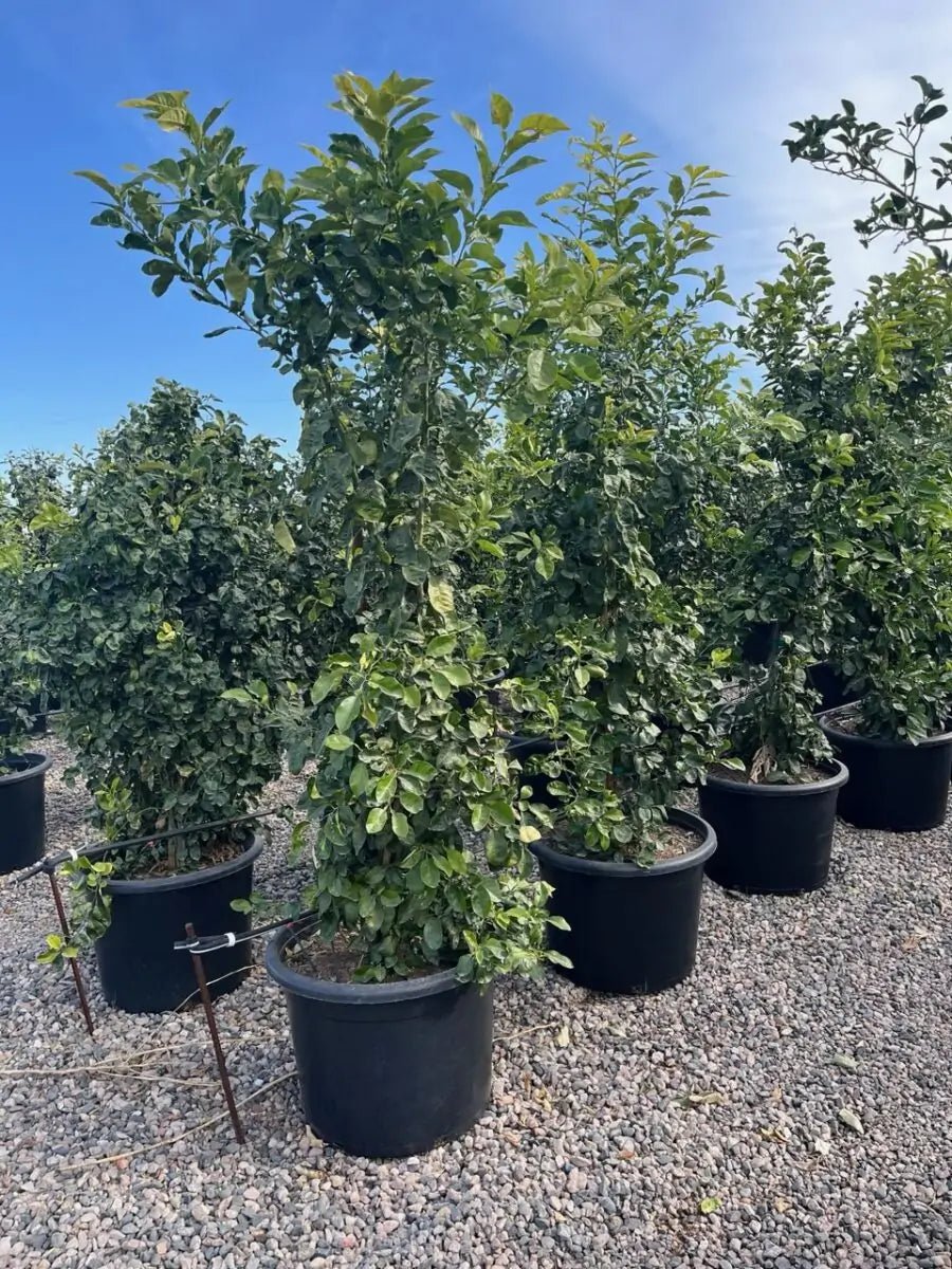 25 gallon Sour Orange Tree (Citrus aurantium) nursery stock in black pots on gravel — Phoenix, AZ