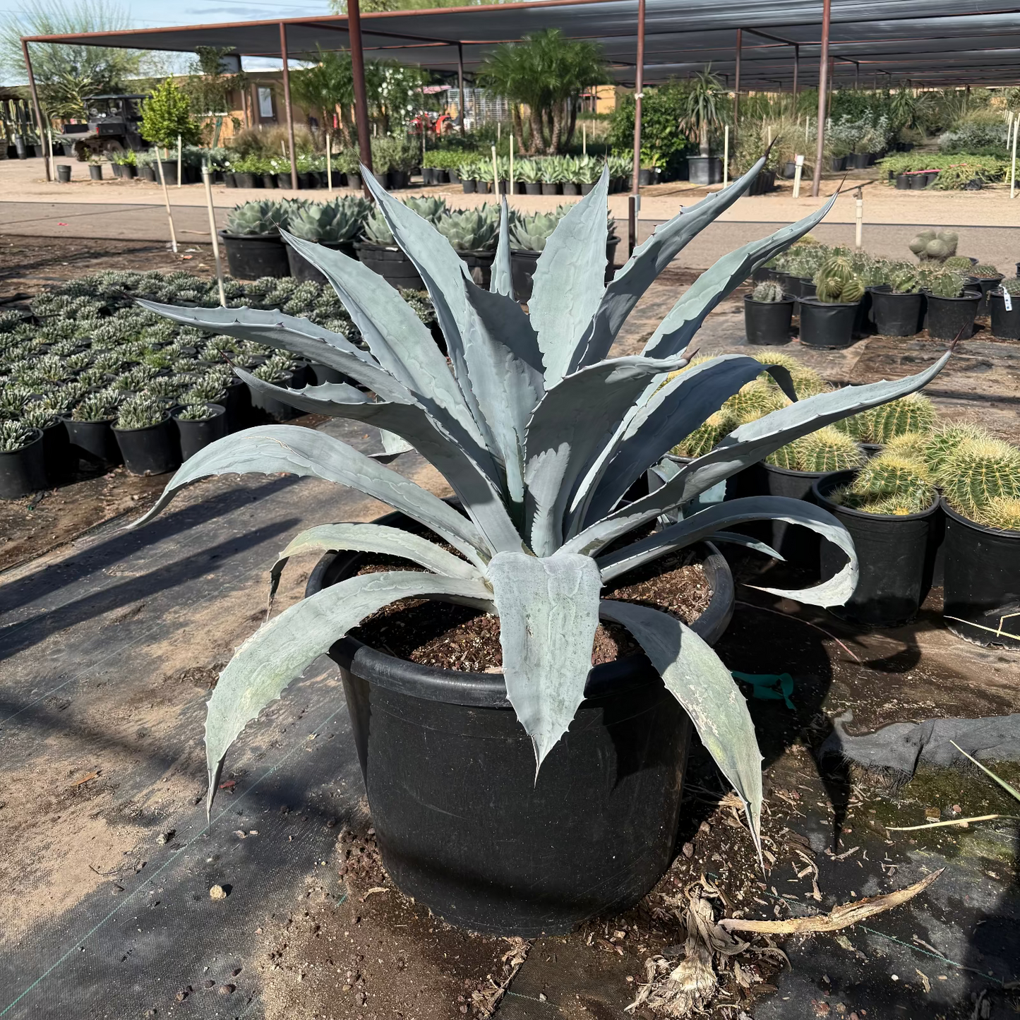 Agave americana 'Electric Blue'
