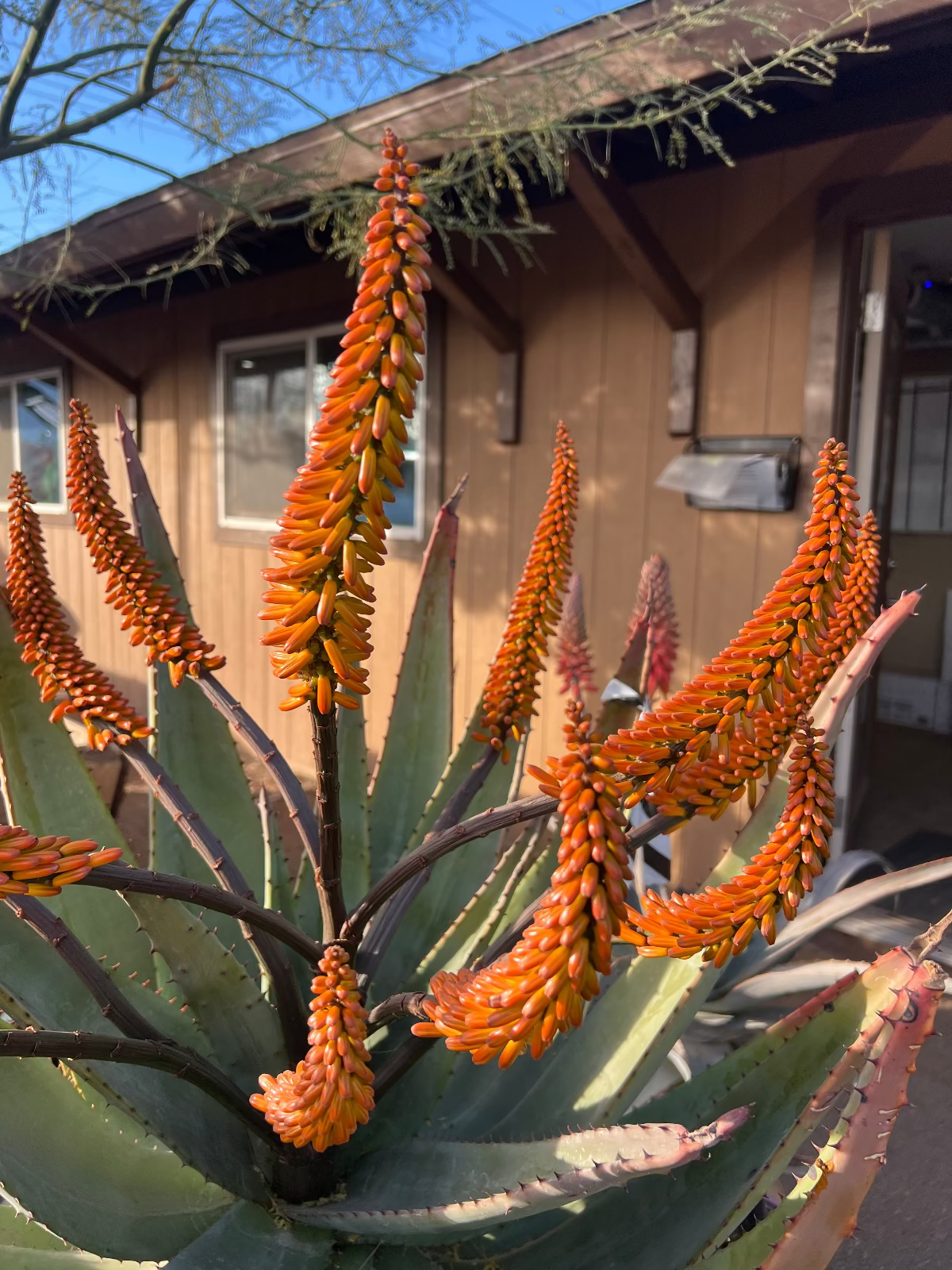 Cape Aloe