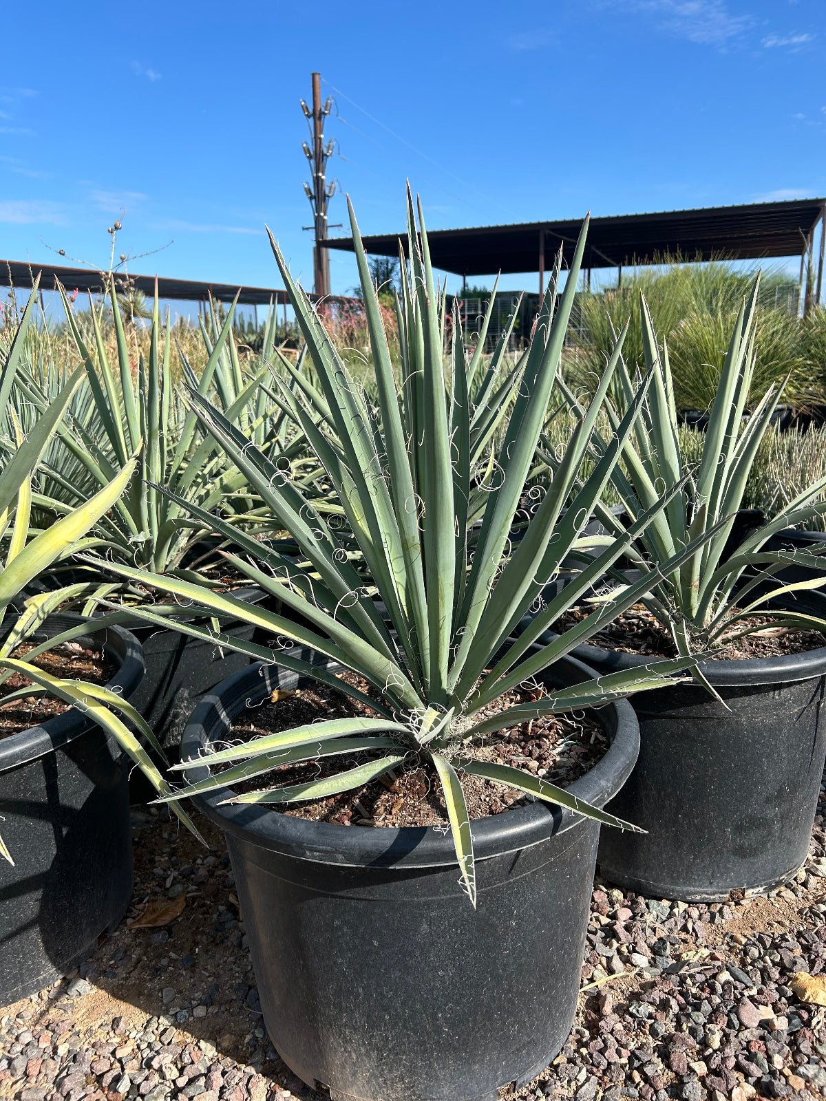 25 gallon Banana Yucca (Yucca baccata) in nursery pot on gravel — Phoenix, AZ