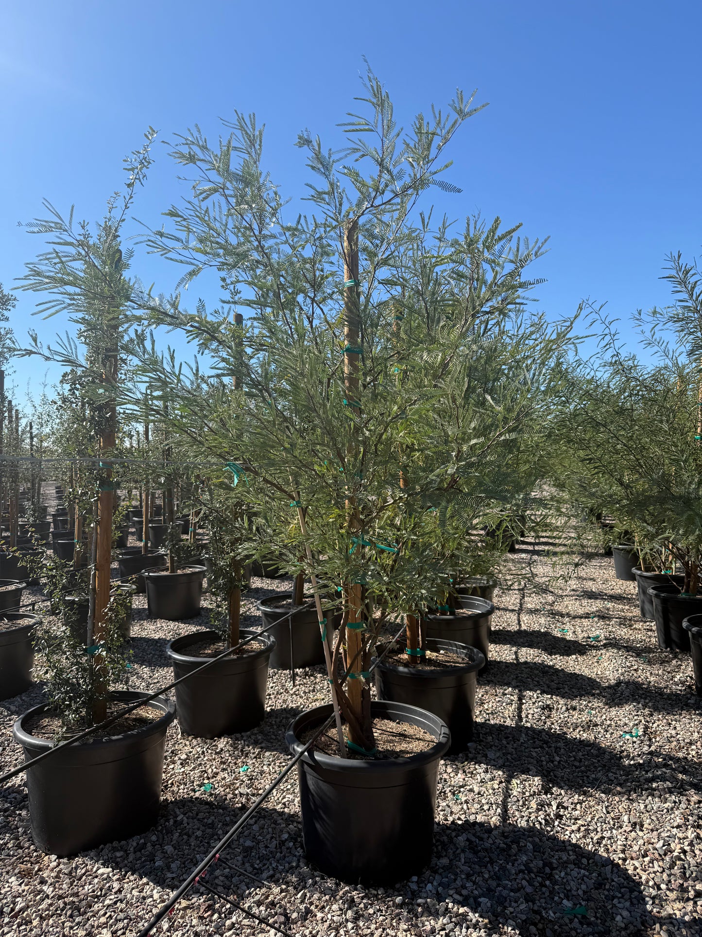 Chilean Mesquite