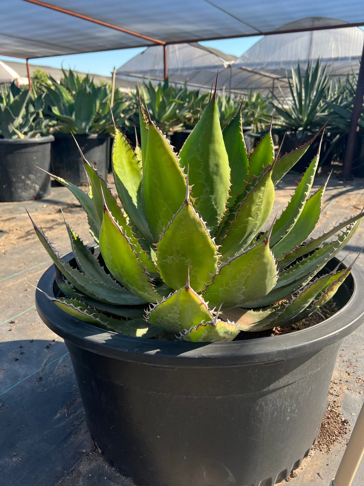 Cow's Horn Agave